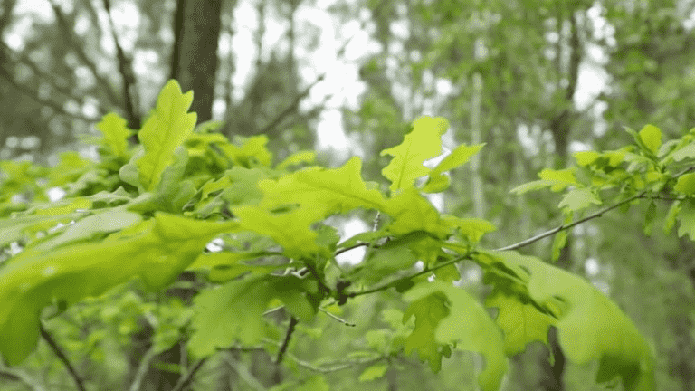 VIDEO.  Global warming: what solutions to protect forests?