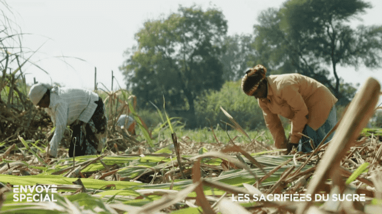 VIDEO.  In India, women forced to have their wombs removed to stay productive in the sugar cane fields