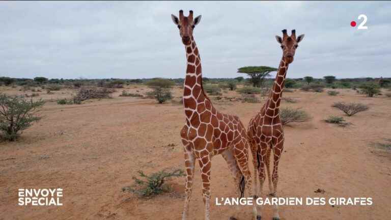 VIDEO.  The guardian angel of giraffes