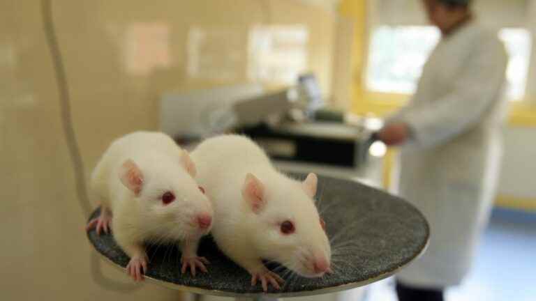 Want to adopt a lab rat?  It’s possible !