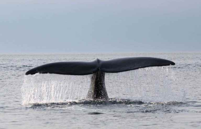 Whale stuck in gear spotted east of Gaspé