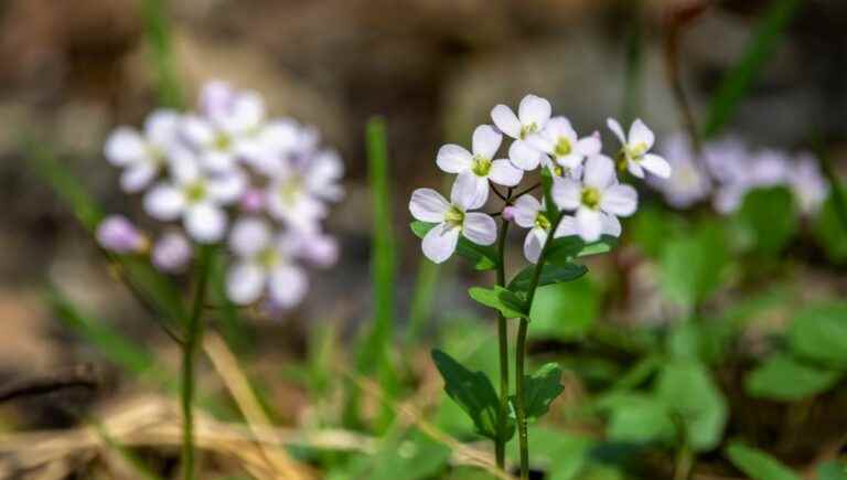 What if we cooked what we find as herbs or plants while walking?  With Claudy Obriot.