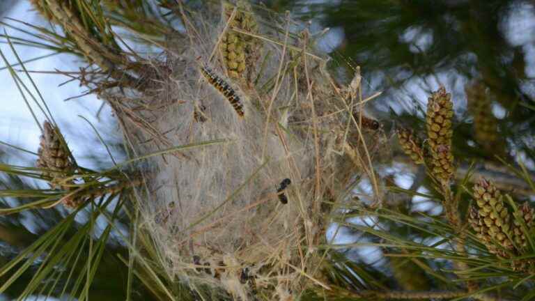 What to do about processionary caterpillars, more and more numerous in France?