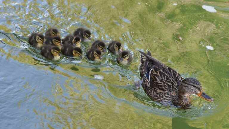 Why do ducklings always follow their mother in single file?