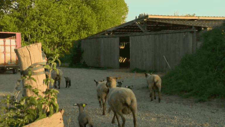 a sheep breeder threatened with expulsion from Mont-Saint-Michel