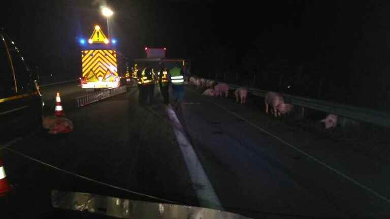 a trailer carrying pigs overturns, the A7 motorway cut off