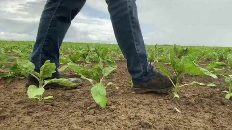 a visionary cooperative started growing sunflowers before the shortage