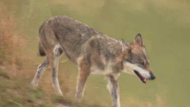 a wolf was spotted, 100 years after its disappearance