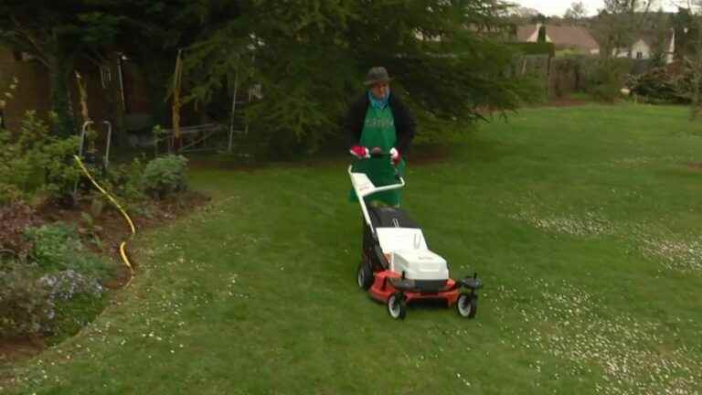 alternatives to keep your lawn without impacting the environment