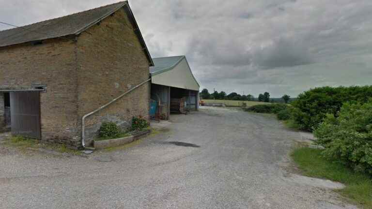 an agricultural shed ravaged by flames, the animals unharmed