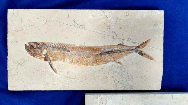 an archaeological treasure of the Cetacean returned to Brazil by the customs officers of Le Havre