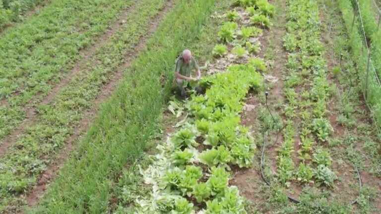 asparagus lettuce invites itself to the table