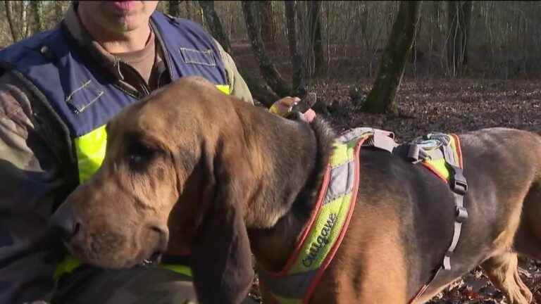 behind the scenes of investigator dog training