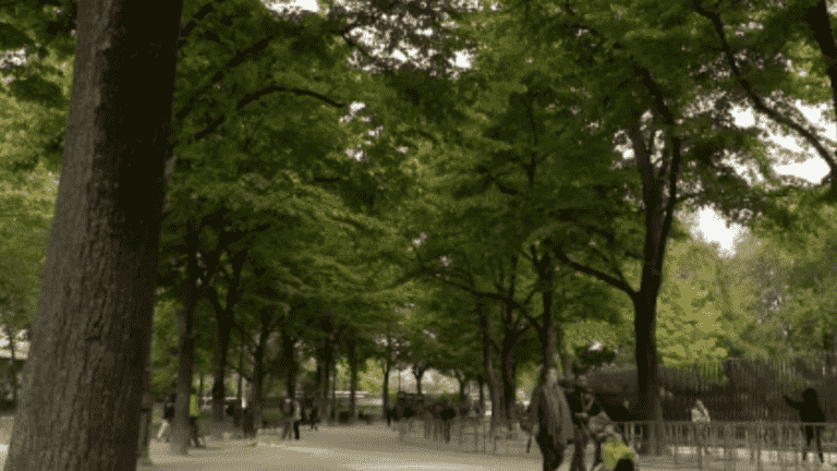 century-old trees threatened at the foot of the Eiffel Tower