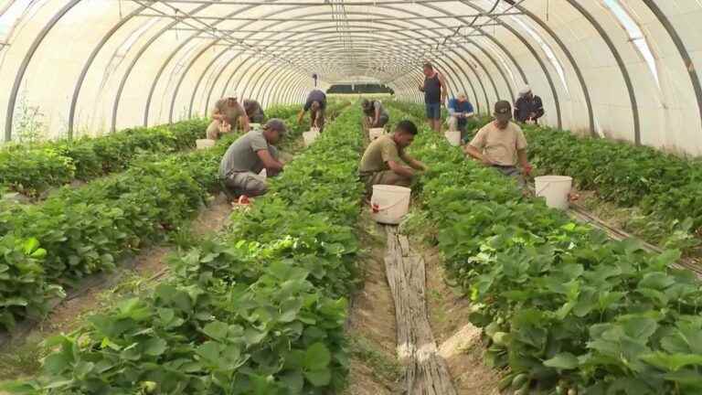 crop thefts are increasing in the Vaucluse