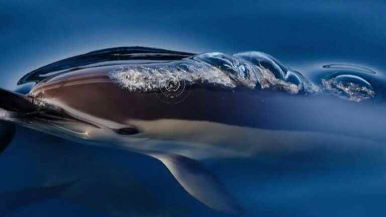 dance with the dolphins off Capbreton