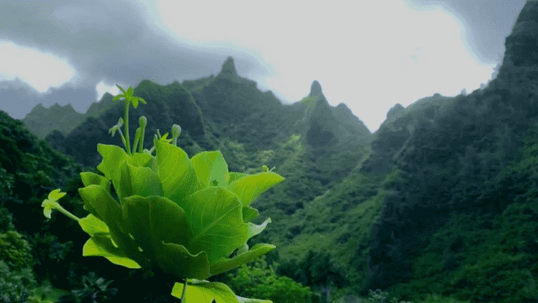 discovery of the spectacular “garden island”