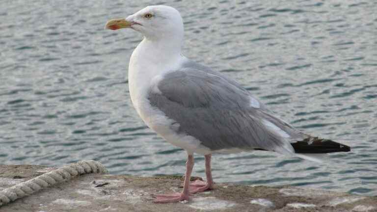 enhanced surveillance in the Somme after positive cases in gulls