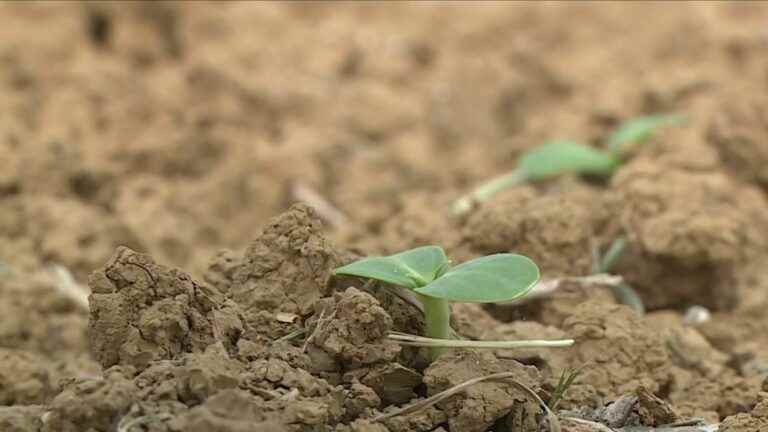 faced with rising prices, French grain farmers are planting sunflowers