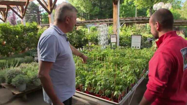 faced with the decline in purchasing power, French people are taking up gardening