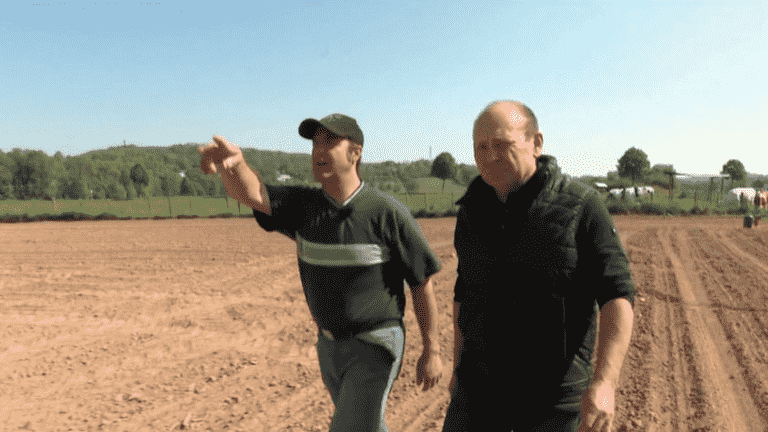 farmers helpless in the face of crow attacks