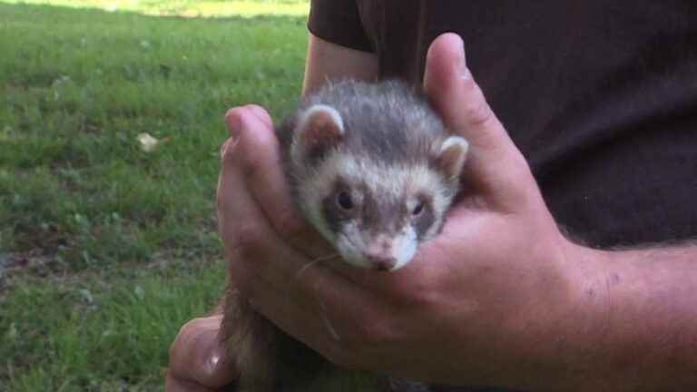 ferrets to control rats