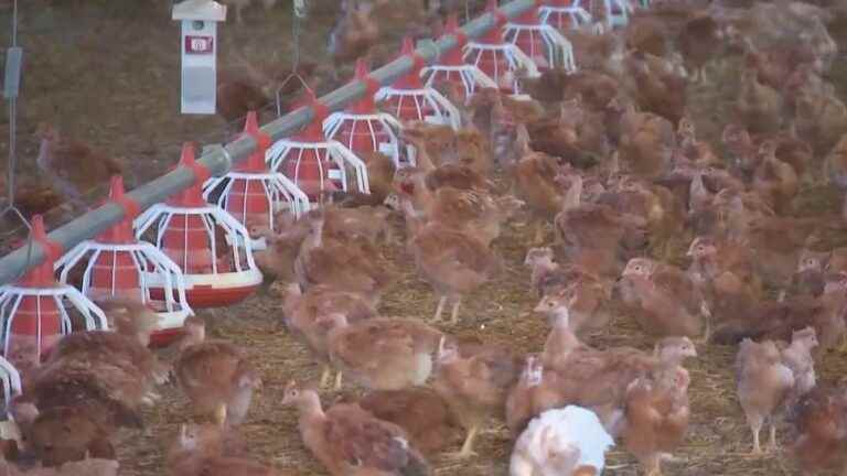 fifteen million poultry slaughtered due to an unprecedented epidemic