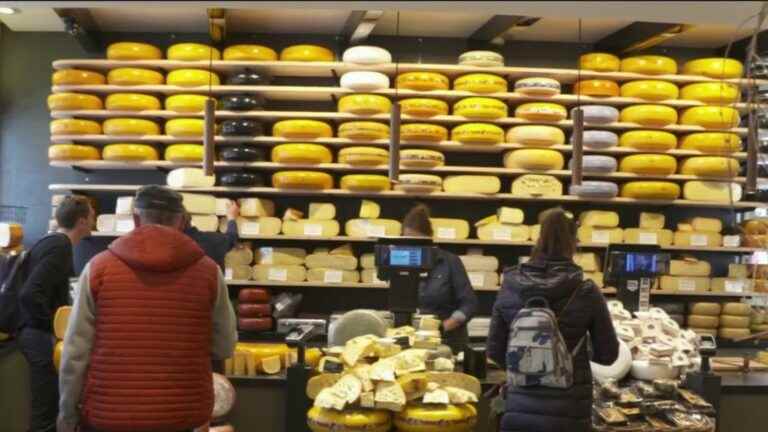 gouda, the traditional Dutch cheese