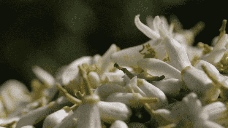 harvesting orange blossom, the white gold of the country