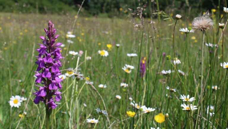 how to become a biodiversity breeder?