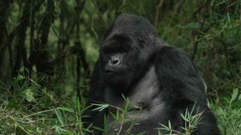 in Rwanda, gorillas are preserved