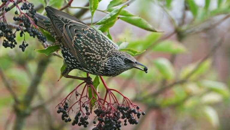 know how to recognize it, pick it and eat it with Charlie Braesch, ethnobotanist