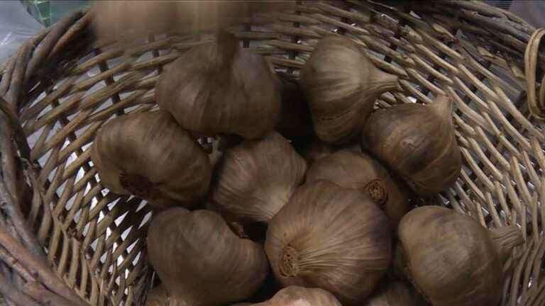 meeting with a black garlic producer in the Gers