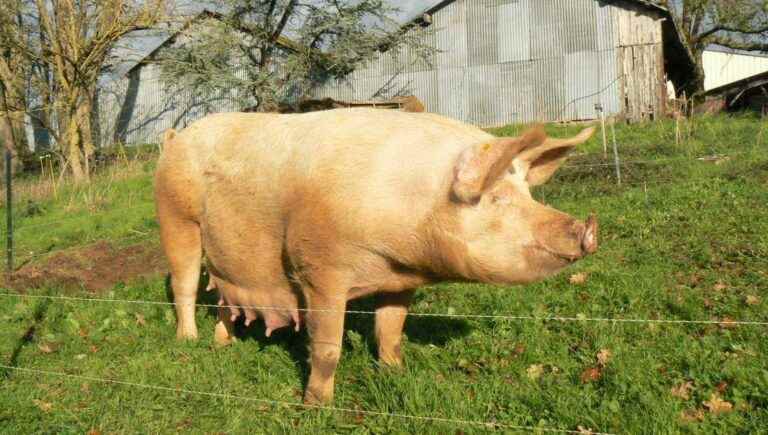 organic pig farming in Lathus Saint Rémy