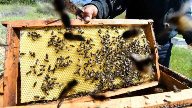 “smart hives” to save the bees