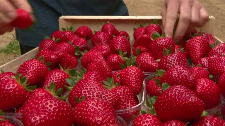 the abundance of strawberries lowers prices and worries producers