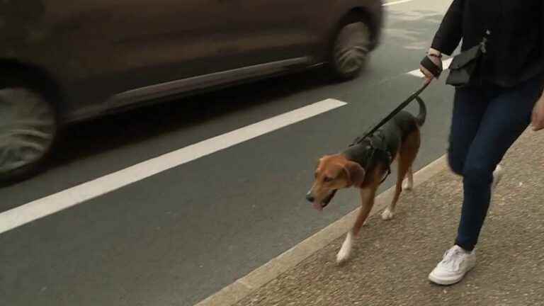 the city of Bergerac wants to put an end to dog droppings