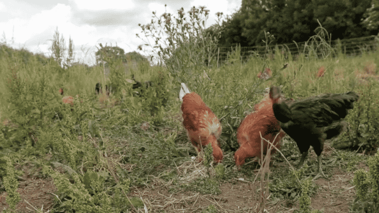 the dismay of poultry farmers in the face of an unprecedented avian flu epidemic