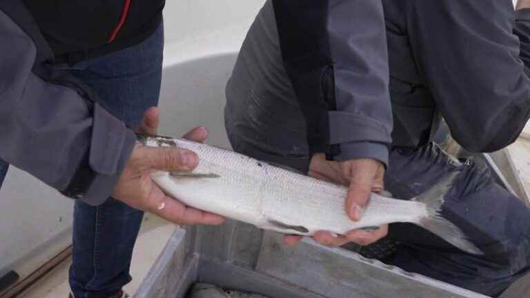 the féra, an emblematic fish of high altitude lakes and treasure of Lake Annecy