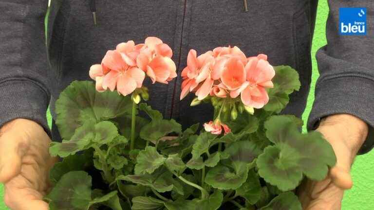 the geranium, king of the balconies