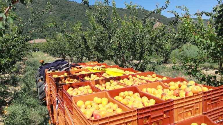 the heat “will give sweeter fruit”, assures the National Federation of Fruit Producers