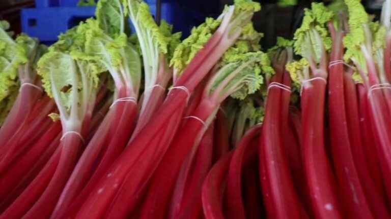 the inimitable taste of “forced” rhubarb