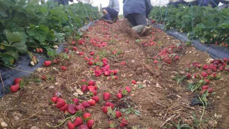 the spring heat forces market gardeners to throw away 70% of their strawberry harvest