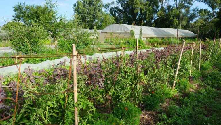 the vegetable garden of Loire celebrates the “Organic Spring” this weekend!