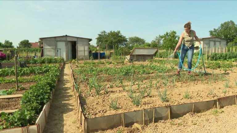 the vegetable garden saves money