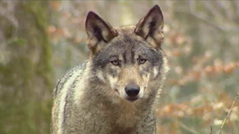 the wolf is back in Finistère after more than a century