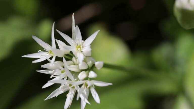 time to pick wild garlic, the secret flavor of the undergrowth