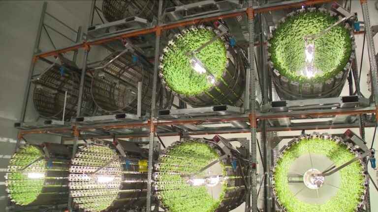 vertical farms, which consume less water, but consume more energy