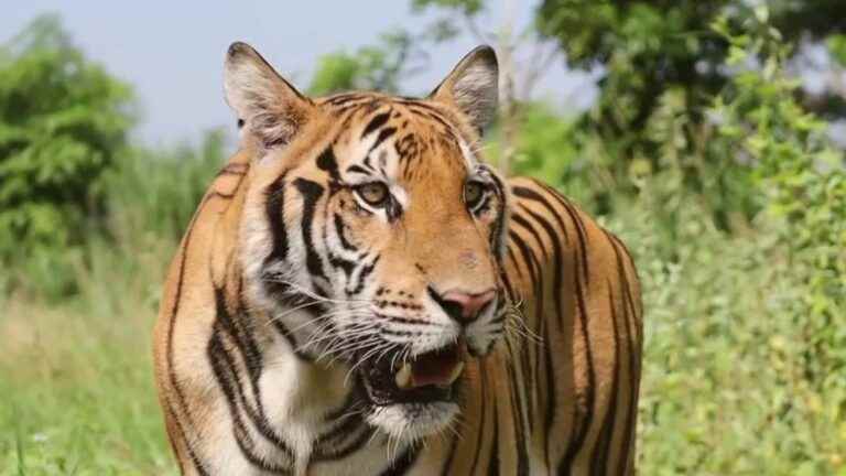 when protecting tigers faces tourist exploitation