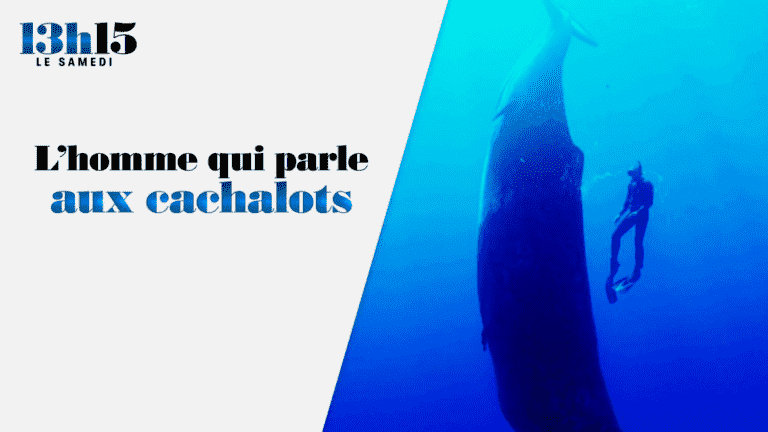 “1:15 p.m. on Saturday”.  The man who talks to sperm whales – France 2 – 4 June 2022